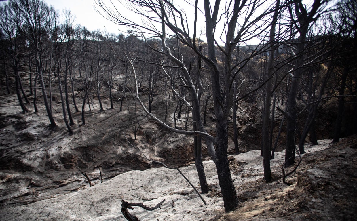 «Ya solo nos queda un pulmón»: el fuego de Los Guájares deja a cientos de agricultores en la ruina