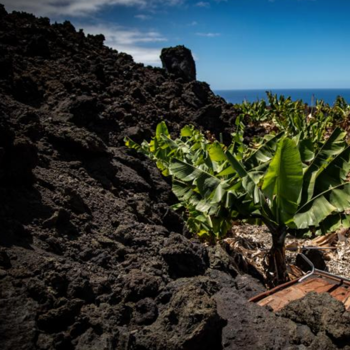 Los plataneros de La Palma: «Ninguno ha percibido ningún tipo de compensación por la pérdida material»