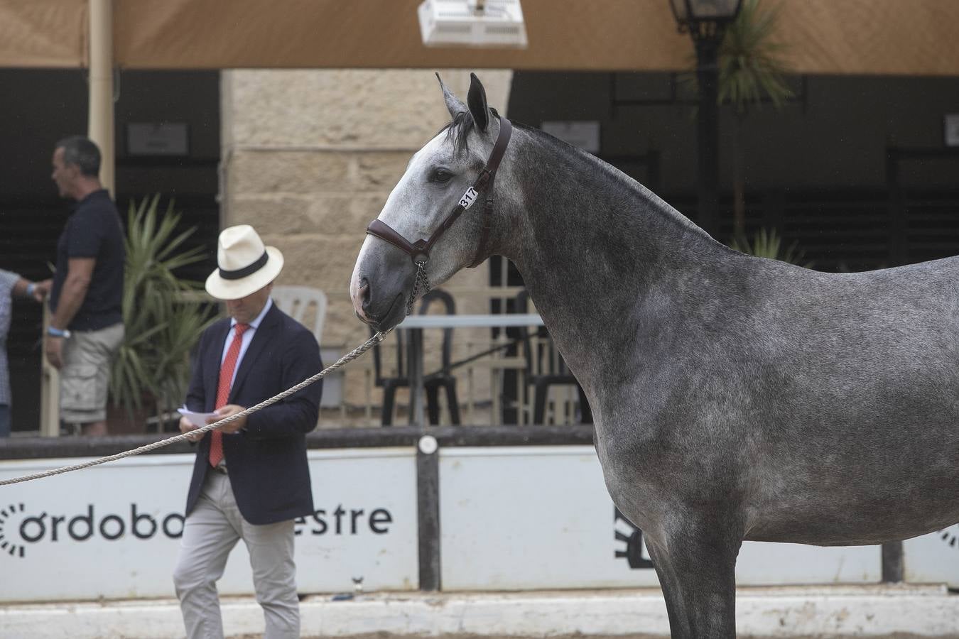 El Concurso Morfológico de Cabalcor de Córdoba, en imágenes