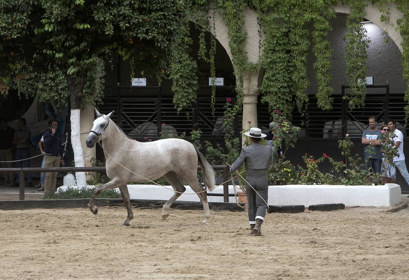 El Concurso Morfológico de Cabalcor de Córdoba, en imágenes