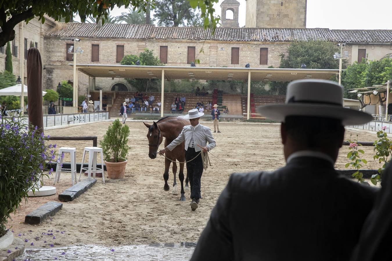 El Concurso Morfológico de Cabalcor de Córdoba, en imágenes