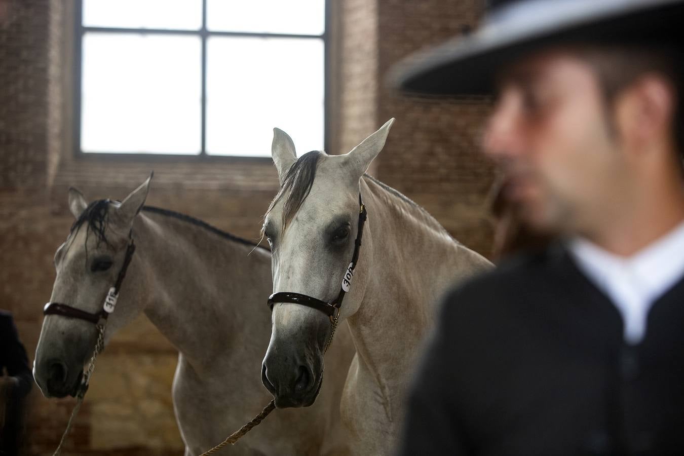 El Concurso Morfológico de Cabalcor de Córdoba, en imágenes