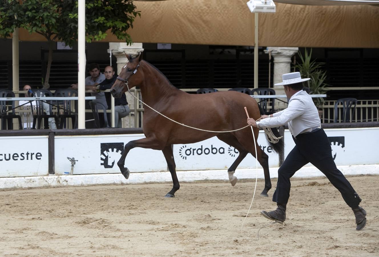 El Concurso Morfológico de Cabalcor de Córdoba, en imágenes