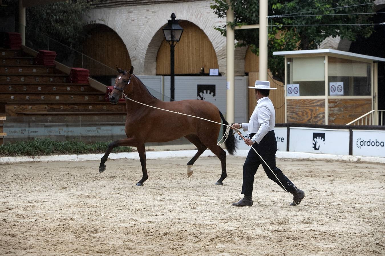 El Concurso Morfológico de Cabalcor de Córdoba, en imágenes