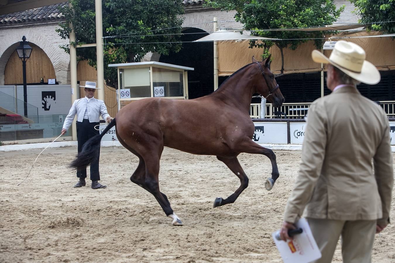 El Concurso Morfológico de Cabalcor de Córdoba, en imágenes