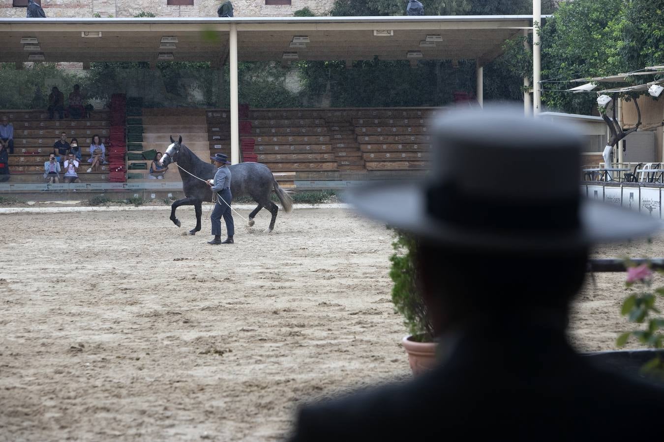 El Concurso Morfológico de Cabalcor de Córdoba, en imágenes