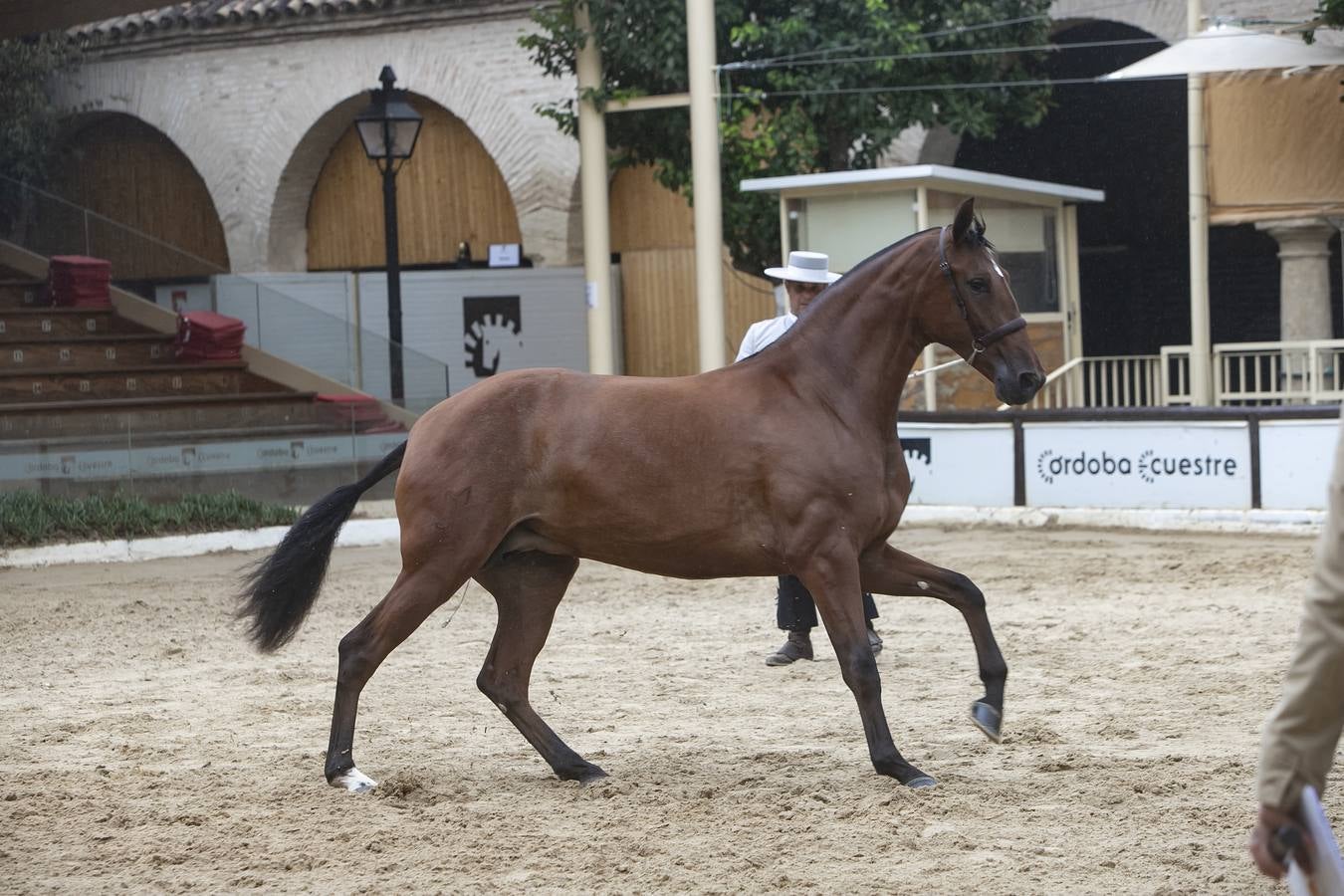 El Concurso Morfológico de Cabalcor de Córdoba, en imágenes