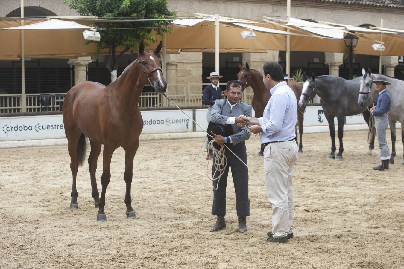 El Concurso Morfológico de Cabalcor de Córdoba, en imágenes