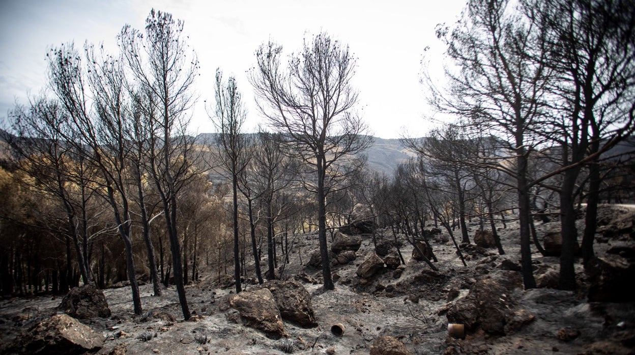 La reforestación de Los Guájares (Granada) tardará 30 años como mínimo