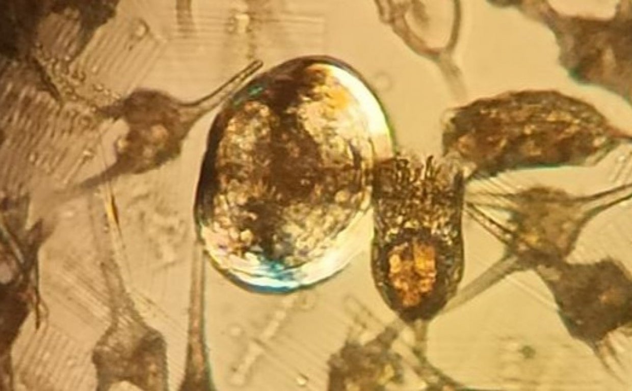 Hay larvas de mejillón cebra en el Cenajo, así como en Talave y Camarillas