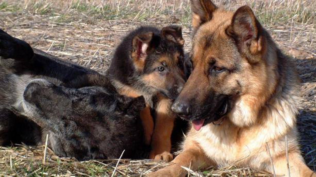 Nueve meses de cárcel por matar a tiros a un cachorro y dejar tetrapléjico de por vida a otro en Jaén