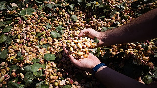 El pistacho requiere de menos mano de obra y es un cultivo más mecanizado