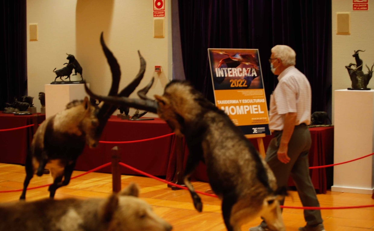 Exposición de taxidermia en el salón de actos de la Diputación Provincial