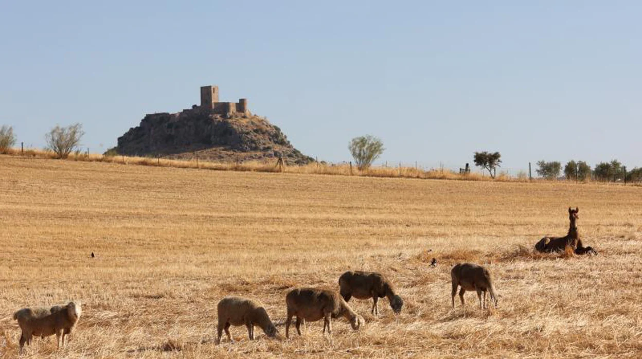 Confirmado un nuevo foco de viruela ovina y caprina en Granada