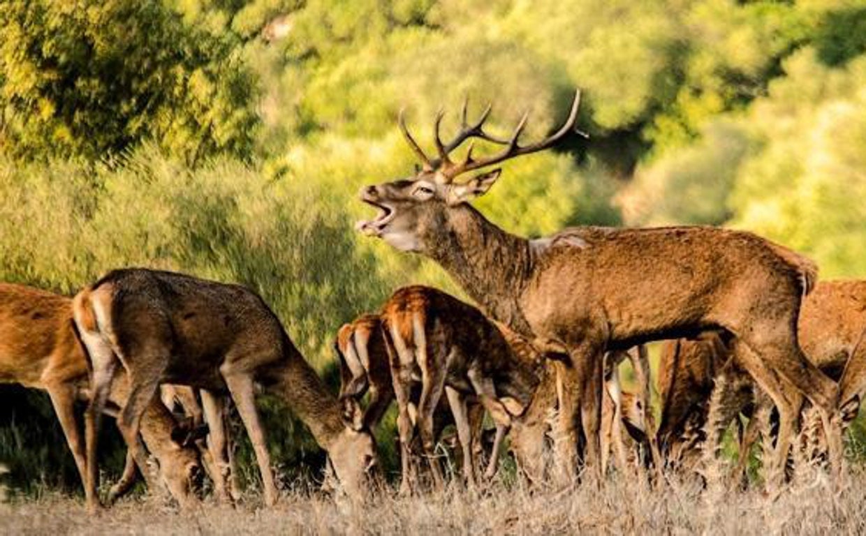 Guía práctica para escuchar la berrea en Córdoba