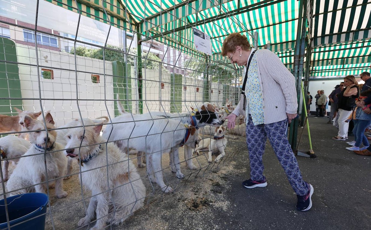 Una mujer observa una rehala de perros de caza expuesta en Intercaza