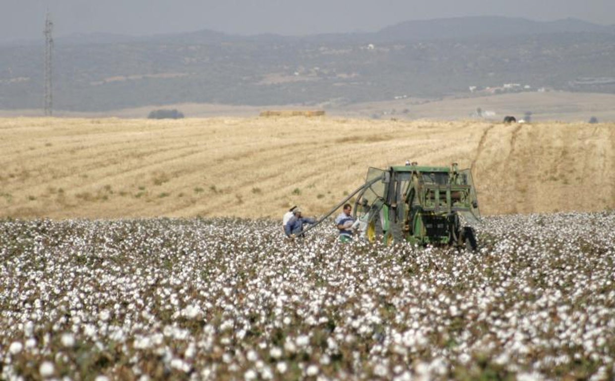 Imagen de archivo de una cosechadora en un campo de algodón de Córdoba