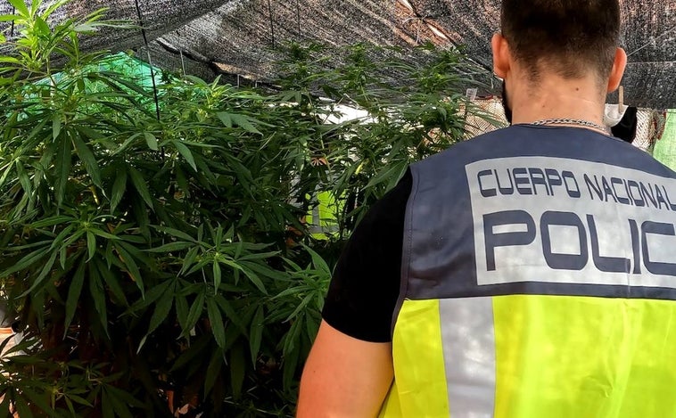 El detalle que delató a dos jóvenes que cultivaban marihuana en Valencia