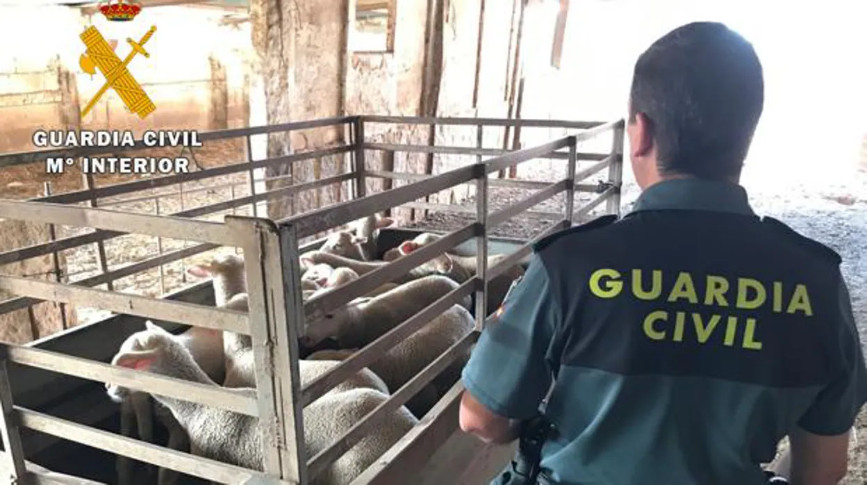Un sargento de la Guardia Civil se enfrenta a juicio por no tramitar una denuncia de robo de ganado en el Guadiato