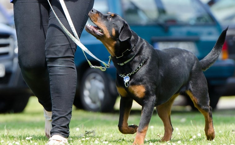 Denunciada una residencia canina  por la muerte de un perro dada su falta de cuidados