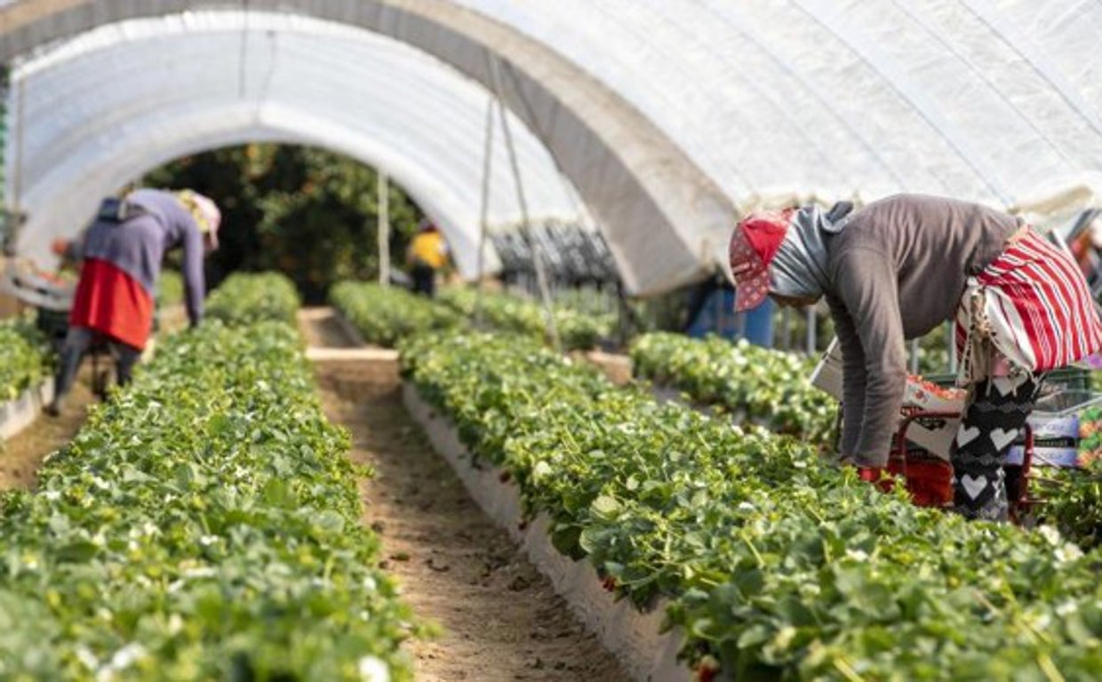 Plantación de fresas en Huelva