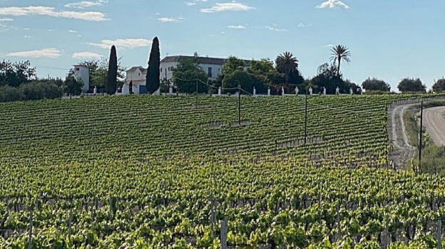 De la uva al vino: cinco lagares con solera y encanto turístico en Córdoba