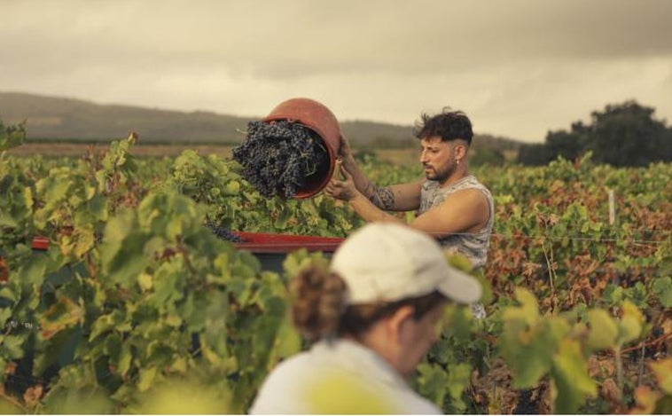 Cooperativas hace balance de la vendimia en Castilla-La Mancha: casi 20 millones de hectólitros de vino y mosto