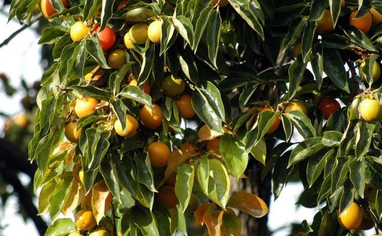 El superalimento valenciano que reduce la barriga y aporta antioxidantes