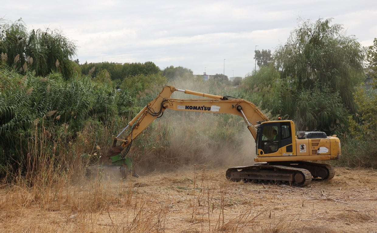 Trabajos en la zona de los Sotos de la Albolafia, junto al Guadalquivir