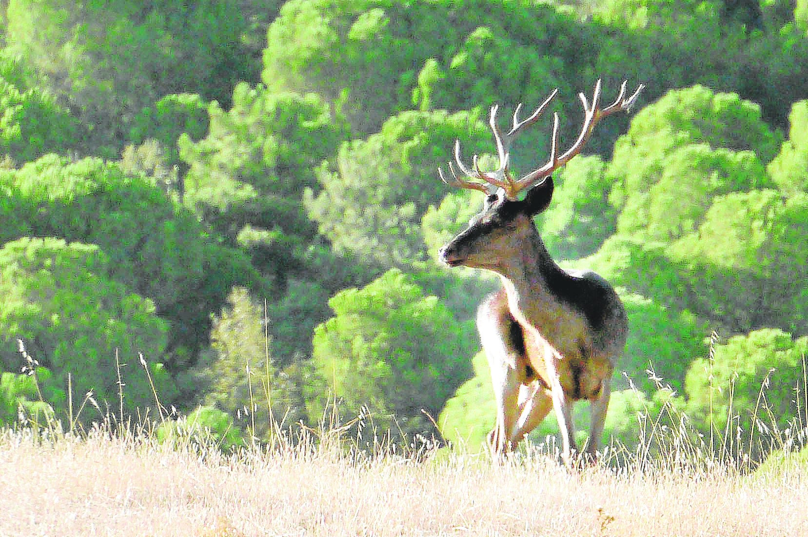 Ejemplar de ciervo en un coto de caza