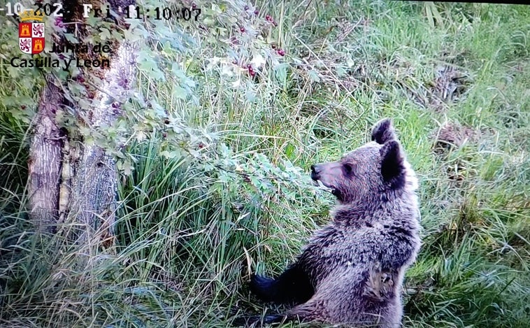 El osezno recuperado en Igüeña se aclimata en Valsemana (León) antes de volver al medio natural