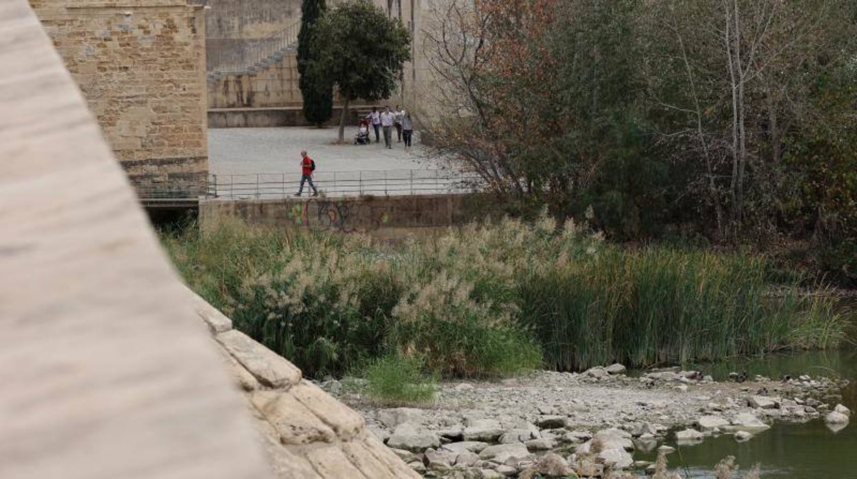 La sequía del Guadalquivir a su paso por Córdoba, en imágenes