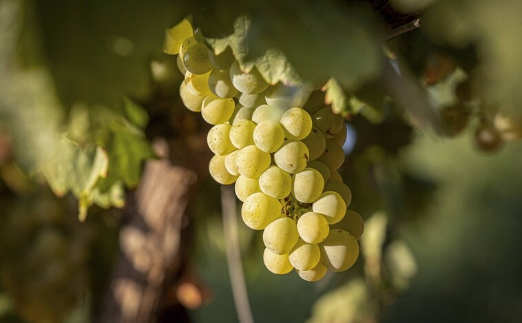 El Gobierno vasco desata la guerra del vino: autoriza la denominación de 'Viñedos de Álava'