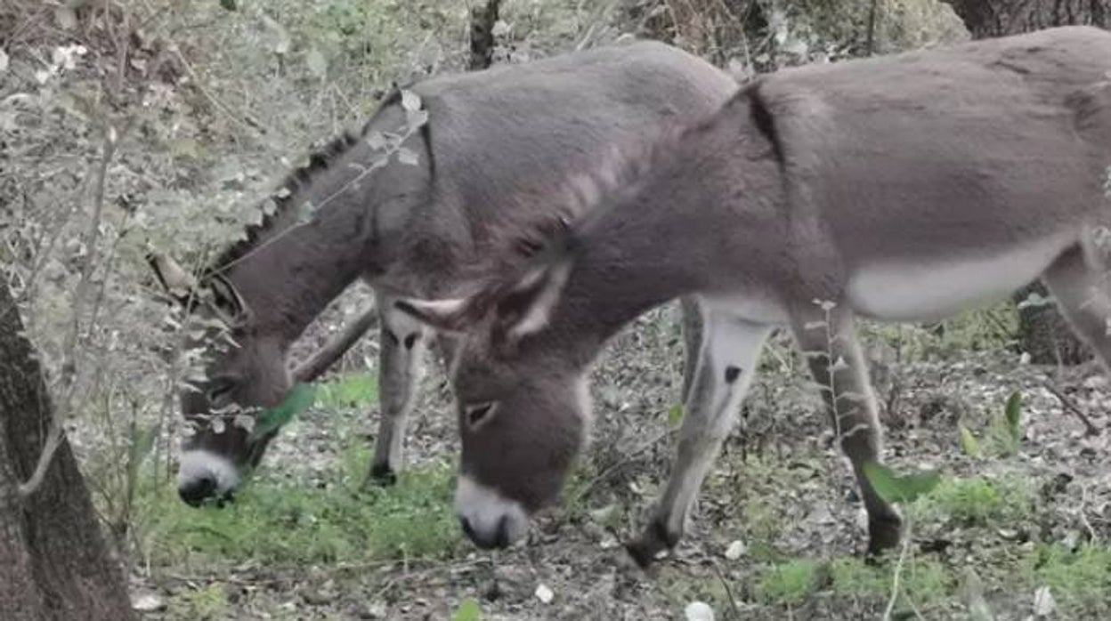 Así es el equipo de burros bomberos de Doñana que trabaja en la campaña de prevención de incendios