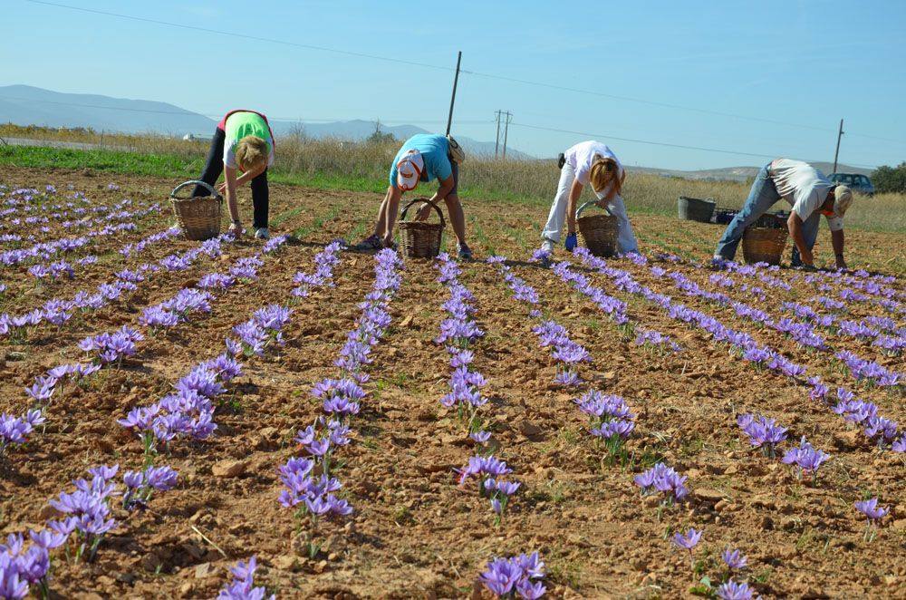 La Fiesta de la Rosa del Azafrán, cita obligada en Consuegra