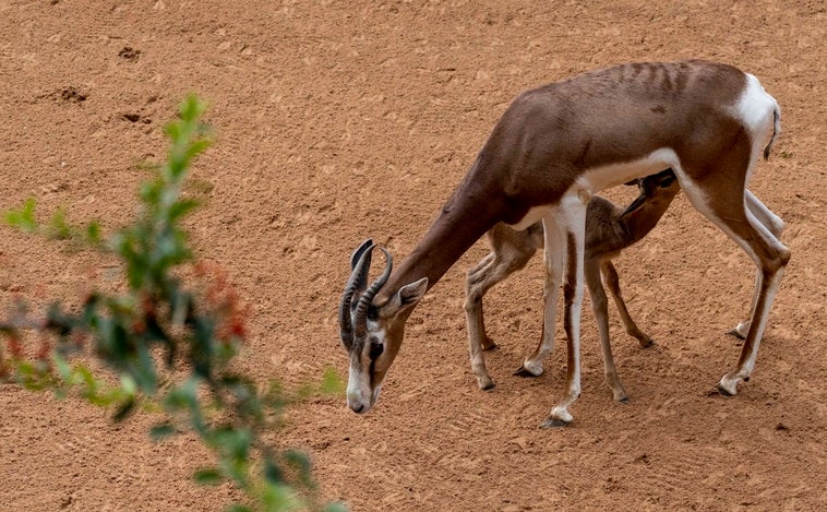 Nace una gacela Mhorr en Bioparc Valencia, una especie 'salvada' de la extinción