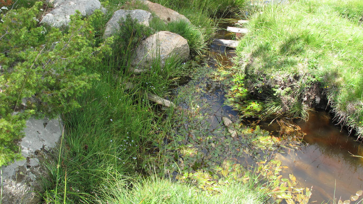 Las turberas y tremedales del Prado de Navasaces (Canencia) son una muestra de este escaso y poco conocido tipo de humedal, y «tienen asociadas especies botánicas propias de hábitats de interés comunitario prioritarios a nivel europeo», explican en el área de Medio Ambiente.