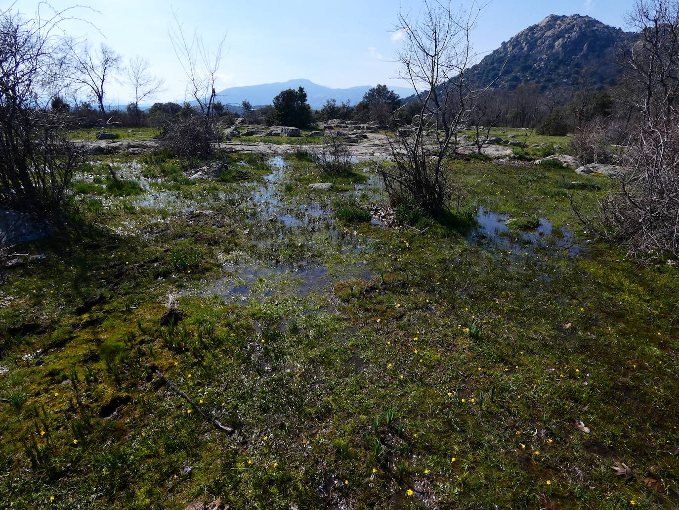 La Lagunilla de la Dehesa Boyal (La Cabrera) es un humedal de alto valor botánico, con presencia de especies relacionadas con la lámina de agua estacional pero que mantiene una humedad constante.