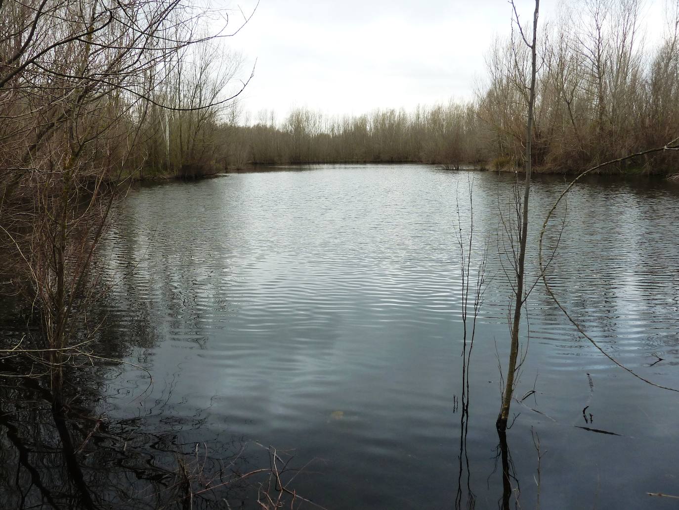 Las Lagunas de Las Huelgas (Algete) son un punto de agua que utilizan numerosas especies de fauna ligadas a ambientes acuáticos. Están integradas en el soto del Jarama, y cuentan con ejemplares del Catálogo de Especies Amenazadas de la Comunidad de Madrid, como la garza imperial o la nutria.
