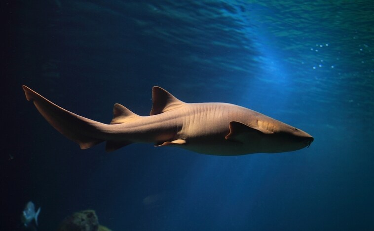 Expertos de 69 países sitúan la conservación de los tiburones como «clave» de la salud de los océanos