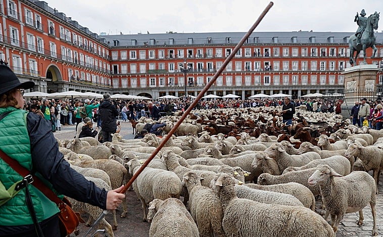 Madrid homenajea, como siempre, al Honrado Concejo de la Mesta