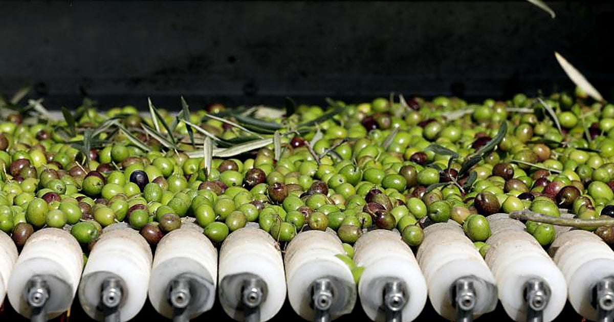 Afilados dientes de sierra para el aceite de oliva