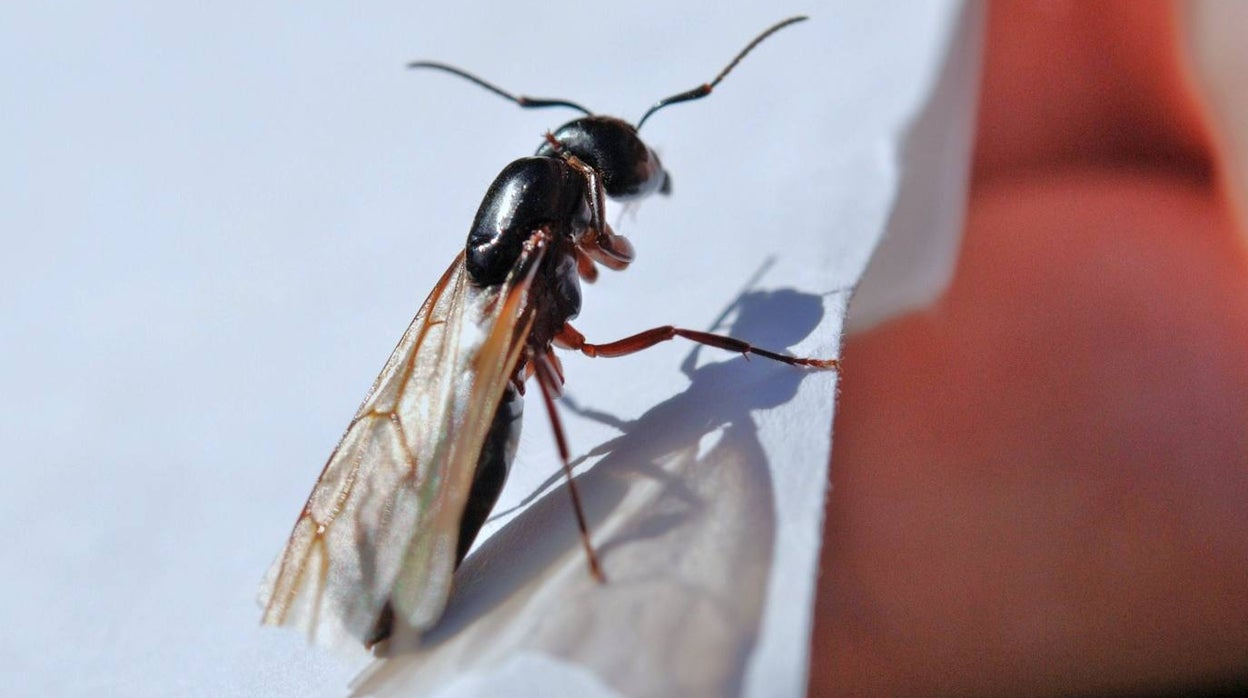 Cómo combatir las hormigas voladoras que abundan con la humedad