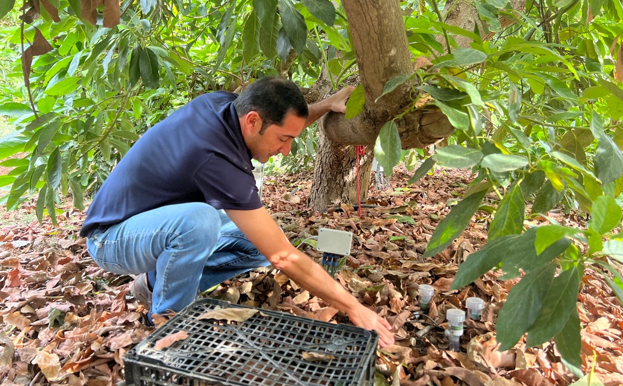 Sensores colocados debajo del tronco del aguacate