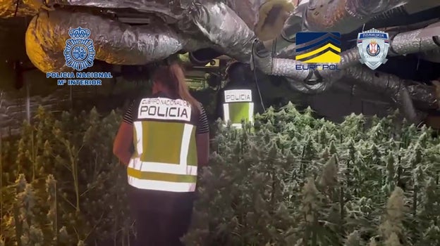 Una de las plantaciones 'indoor' de marihuana desmanteladas.