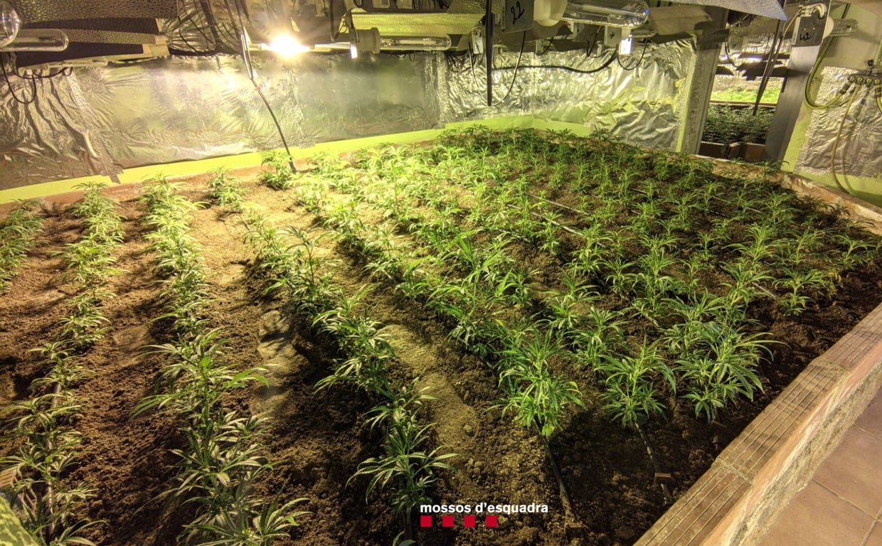 Una plantación de marihuana