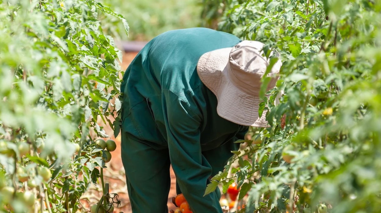 Almería lidera la bajada del paro en todo el país por el empuje de la agricultura