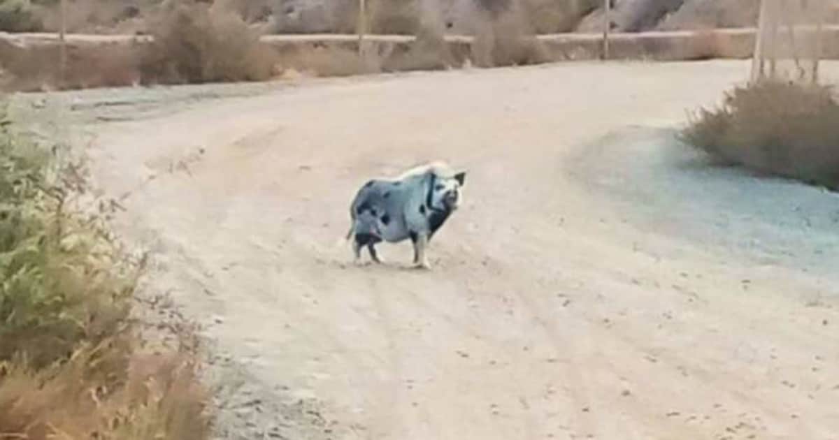 Ejemplar de cerdolí avistado en la provincia de Almería