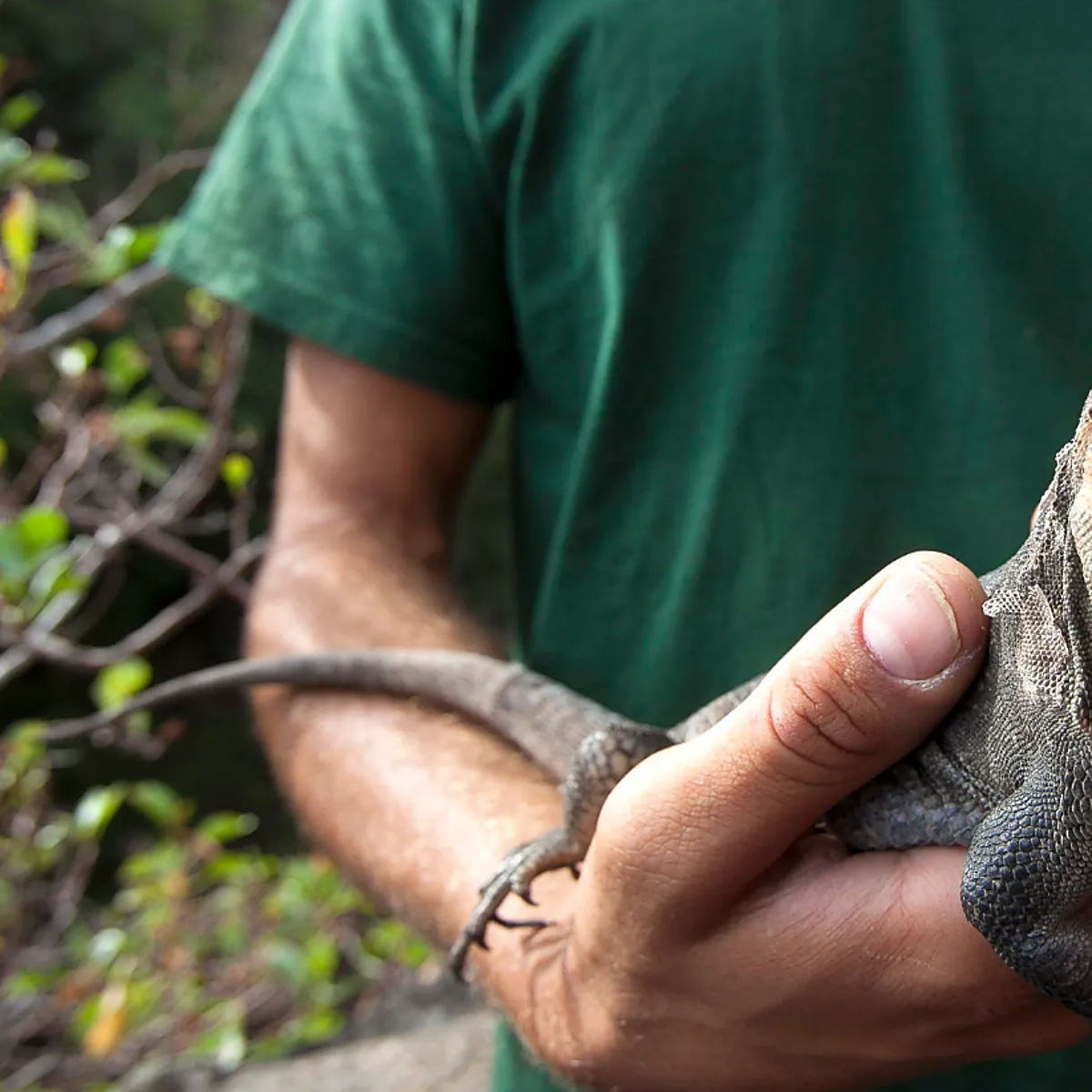 Transformarse o morir, así está cambiando el lagarto gigante canario para sobrevivir