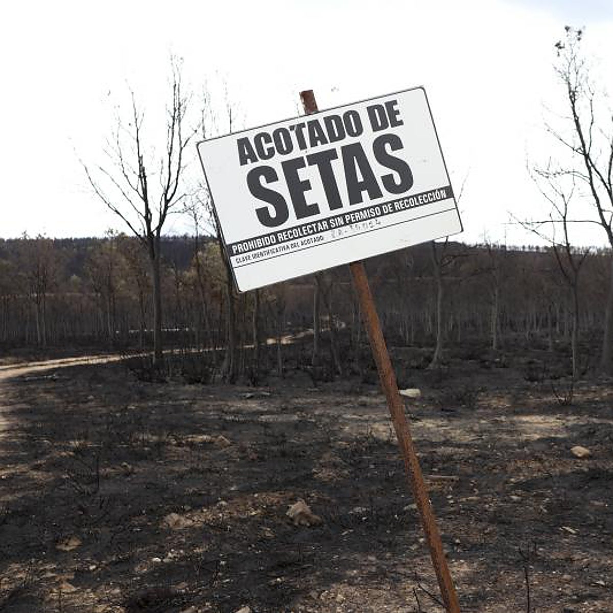 Ni un boletus en la mayor zona productora de Zamora